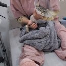 고양이무마취미용 묘갱살롱 이미지