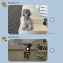 My Merriest Moment | 대구애견미용 , 마이메리스트모먼트 마메모에서 실버푸들 망또 미용했어요