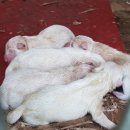 병우농장 이미지