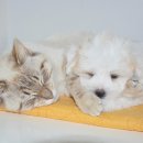 사당동물약국 이미지