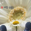 유블룸