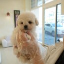 톰퍼피 강아지 분양 | [부천강아지분양]홍스퍼피 실제 방문 후기 및 책임입양 경험 리뷰