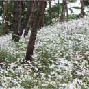 옥정호 구절초테마공원 풍경 이미지