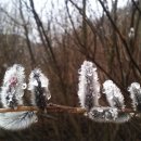 버들강아지 이미지