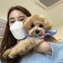 킁킁펫살롱 이미지