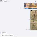 잇츠얌 | 강아지 생일 케잌 추천 | 우리집 강아지랑 똑닮은 케잌 | 잇츠얌 내돈내산 후기