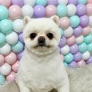 이쁘개귀엽개 이미지