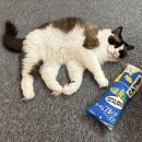 냥냥하우스 이미지