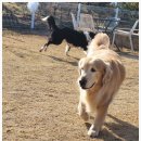 애견카페왕 | 남앙주애견유치원 애견카페왕 애견유치원 사회성이 부족한 댕댕이가 수업 후 밝아졌어요.