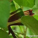 프로컴 이미지