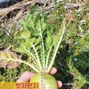 칩코 네이버블로그