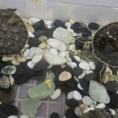 동물보육원 대전서구갈마지부 이미지