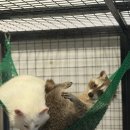 계양문화로 | 인천 계양 라쿤카페 후기 (내돈내산)아이랑 가기 좋은 이색카페 강추👍