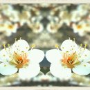 싱글멍글 이미지