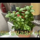 애플민트 물꽂이 순따기 하고 일주일 이미지
