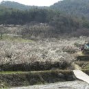 [여행정보] 봄바람에 실려오는 짙은 매화 향, 양산 통도사와 김해건설공고 이미지