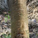 왕벗나무 (목록235) 복숭아 유리나방 종류의 병충해라는데 살충제는 무엇을? 이미지