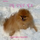 삼성영어셀레나신일삼성영어교습소