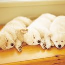 강아지분양 더펫 | 일산강아지분양 서리펫 입양 솔직 후기
