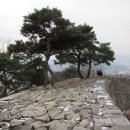 파사성 소나무 Daum카페