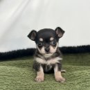 로얄독 강아지분양 화성동탄점 | 화성강아지무료분양 치와와