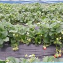 수문농장 이미지