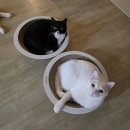 비니다락방
