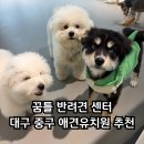 낙원유치원 | 꿈틀 반려견 센터 호텔링 &amp; 대구 중구 애견유치원, 전문 훈련사가 24시간 상주하는 특별한 휴식