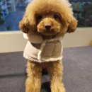 마스터그루밍클럽 이미지