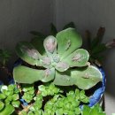 장전제 이미지