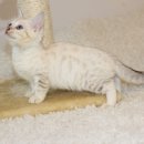 날라리 캣 이미지