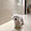 파리봉강아지미용실 이미지