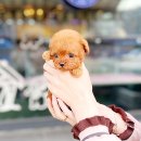 단비네 애견미용 | 포항강아지분양