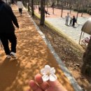 GS25 수원만석점 | 수원 벚꽃구경장소추천 만석공원, 행궁 화홍문, 축만제 서호공원