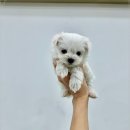 강아지분양 마이댕냥 일산점 | 언제든지 상담 가능해요 일산 강아지분양 마이댕냥 일산점