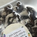 모건이의 오늘 저녁메뉴🍄‍🟫🍄💗 이미지