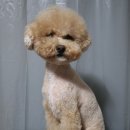 고고하개 이미지