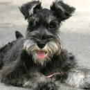 기장i동물의료센터 이미지