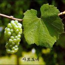 청포도(Green Grape) 종류 이미지