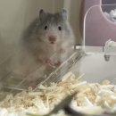 (주)폴리모프 | 용인 보라펫 햄스터 방문 분양 후기ㅣ세이블 폴리화이트 콩떡씨 데리고 왔어요