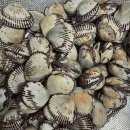 벌교꼬막 직거래 유통 | 제대로농수산 벌교꼬막 구매후기/알 꽉 찬 제철꼬막 재구매 각입니다.