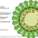 메리스.사스 바이러스의 변이와 감염 전략은? 이미지