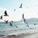 춤추는갈매기 이미지