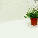 고와요 이미지