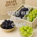 경운농장 | 💜 달콤한 하루, 선물받은 포도선물세트 후기 | 펜타포시즌 x 경운농장 충랑·샤인머스켓