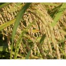 철원고구마 이미지