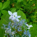 금원산자연휴양림 이미지