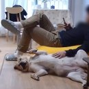 24시보듬동물병원 이미지