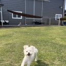 호야별 애견유치원 이미지