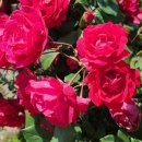 제주기독교순례길 2코스 순교의 길 이미지